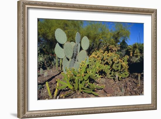 Cactus Garden-DLILLC-Framed Photographic Print