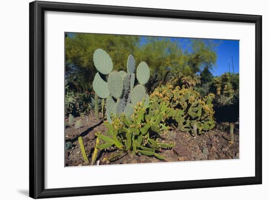 Cactus Garden-DLILLC-Framed Photographic Print