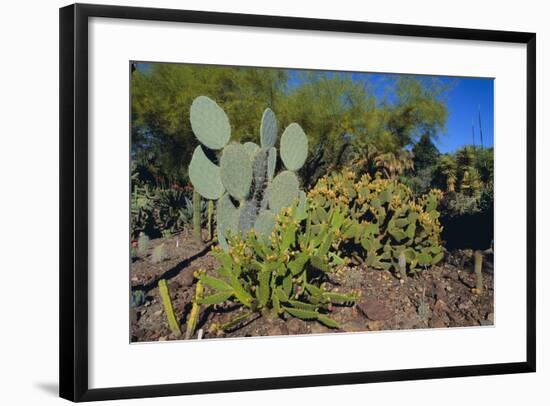 Cactus Garden-DLILLC-Framed Photographic Print