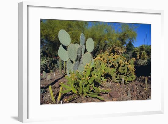 Cactus Garden-DLILLC-Framed Photographic Print
