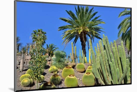 Cactus Garden-Oleg Znamenskiy-Mounted Photographic Print