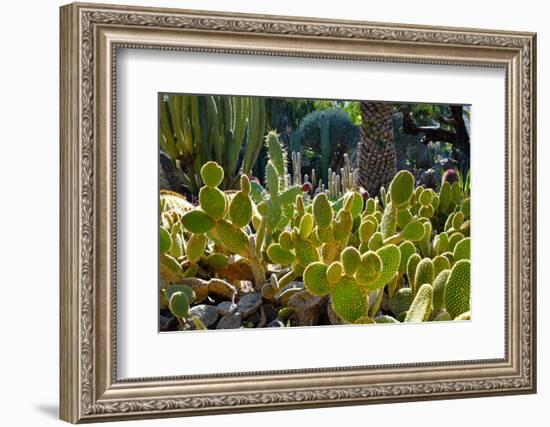 Cactus Garden-Oleg Znamenskiy-Framed Photographic Print