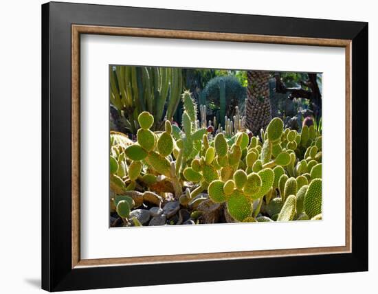 Cactus Garden-Oleg Znamenskiy-Framed Photographic Print