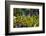 Cactus Garden-Oleg Znamenskiy-Framed Photographic Print