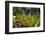 Cactus Garden-Oleg Znamenskiy-Framed Photographic Print