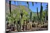 Cactus Garden-Oleg Znamenskiy-Mounted Photographic Print