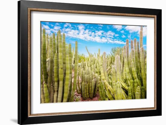 Cactus Garden-Bill Carson Photography-Framed Art Print