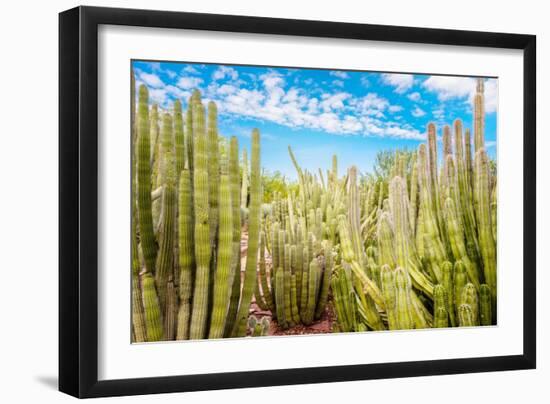 Cactus Garden-Bill Carson Photography-Framed Art Print