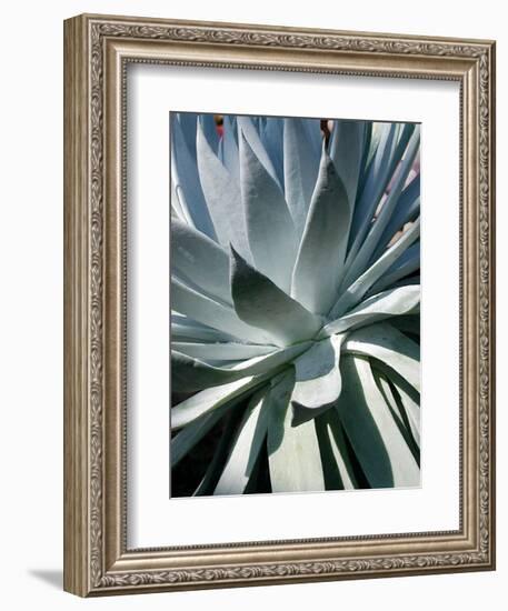 Cactus I-Jenny Kraft-Framed Art Print