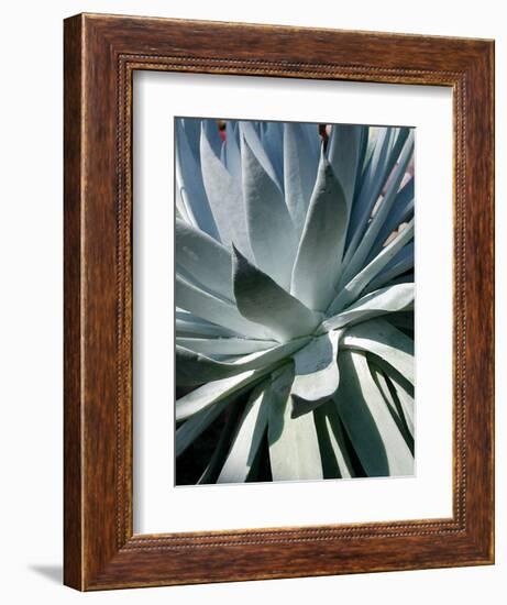 Cactus I-Jenny Kraft-Framed Art Print