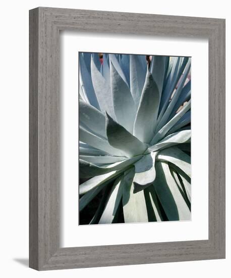 Cactus I-Jenny Kraft-Framed Art Print