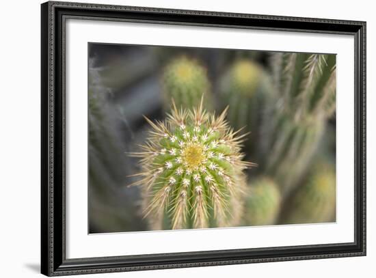 Cactus I-Karyn Millet-Framed Photographic Print