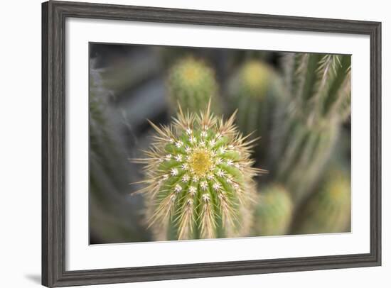 Cactus I-Karyn Millet-Framed Photographic Print