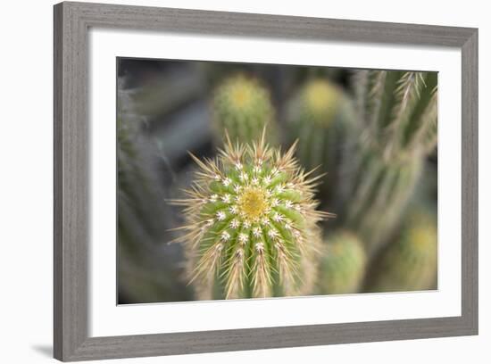 Cactus I-Karyn Millet-Framed Photographic Print