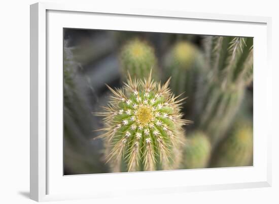 Cactus I-Karyn Millet-Framed Photographic Print