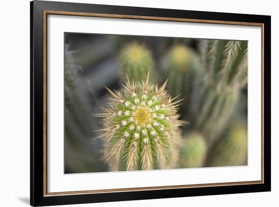 Cactus I-Karyn Millet-Framed Photographic Print