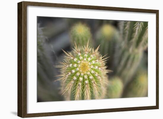 Cactus I-Karyn Millet-Framed Photographic Print