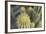 Cactus I-Karyn Millet-Framed Photographic Print