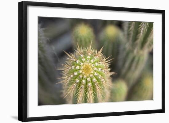 Cactus I-Karyn Millet-Framed Photographic Print