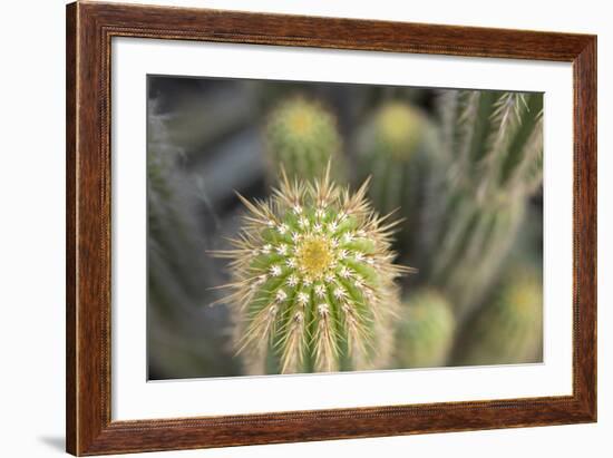 Cactus I-Karyn Millet-Framed Photographic Print