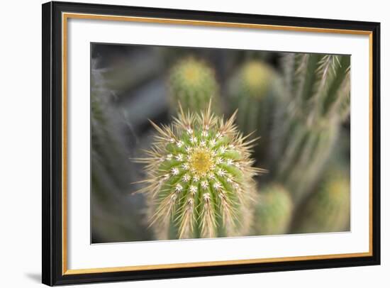 Cactus I-Karyn Millet-Framed Photographic Print