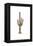 Cactus - Icon-Lantern Press-Framed Stretched Canvas