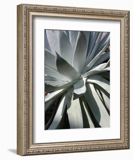 Cactus II-Jenny Kraft-Framed Giclee Print