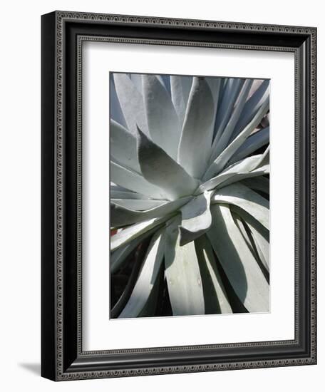 Cactus II-Jenny Kraft-Framed Giclee Print