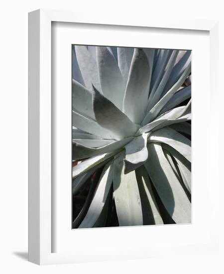 Cactus II-Jenny Kraft-Framed Giclee Print