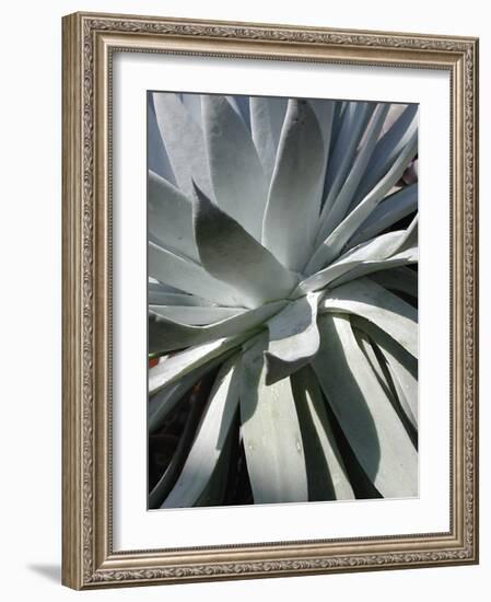 Cactus II-Jenny Kraft-Framed Giclee Print