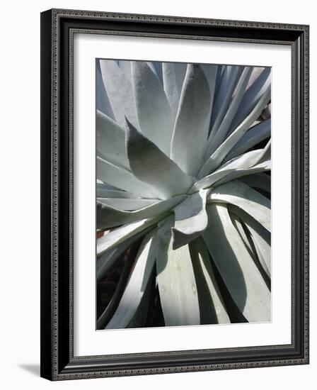 Cactus II-Jenny Kraft-Framed Giclee Print