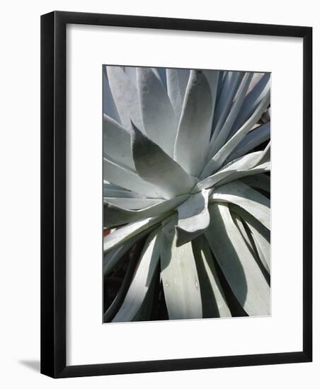 Cactus II-Jenny Kraft-Framed Giclee Print