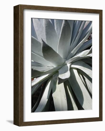 Cactus II-Jenny Kraft-Framed Giclee Print