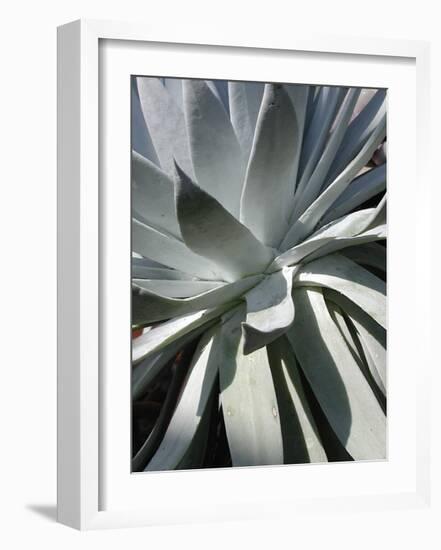 Cactus II-Jenny Kraft-Framed Giclee Print