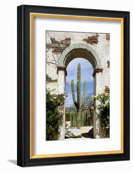 Cactus in archway of old building. Cabo San Lucas, Mexico.-Julien McRoberts-Framed Photographic Print