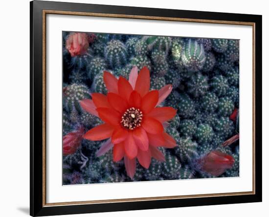 Cactus in Bloom, South America-Art Wolfe-Framed Photographic Print