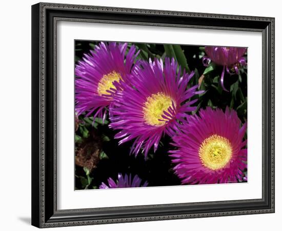 Cactus in Rocky Soil of Volcano Island, Sicily, Italy-Michele Molinari-Framed Photographic Print