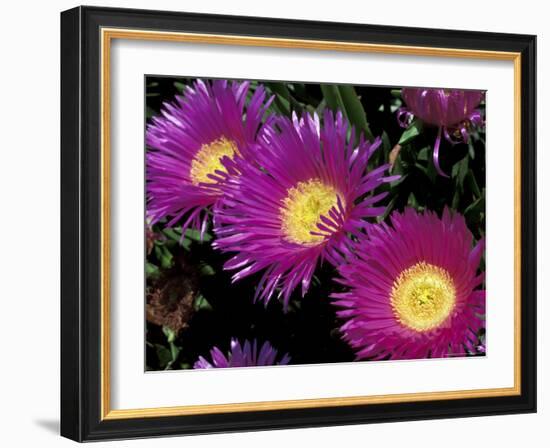 Cactus in Rocky Soil of Volcano Island, Sicily, Italy-Michele Molinari-Framed Photographic Print