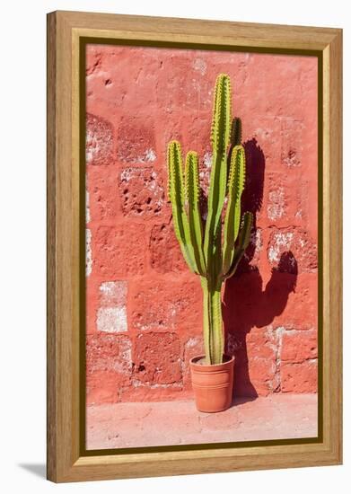 Cactus in Santa Catalina Monastery in Arequipa, Peru-Matyas Rehak-Framed Premier Image Canvas