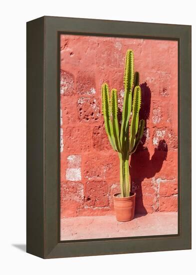 Cactus in Santa Catalina Monastery in Arequipa, Peru-Matyas Rehak-Framed Premier Image Canvas