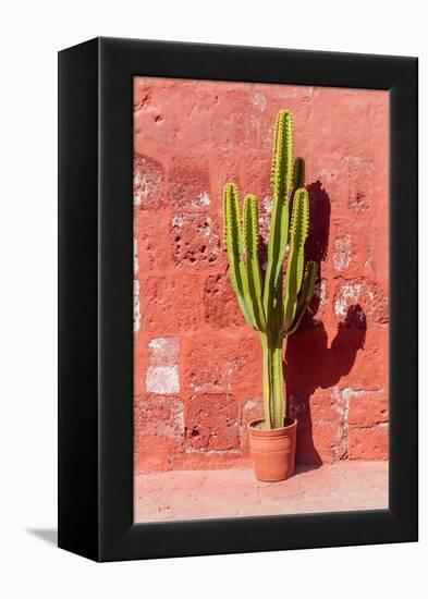 Cactus in Santa Catalina Monastery in Arequipa, Peru-Matyas Rehak-Framed Premier Image Canvas