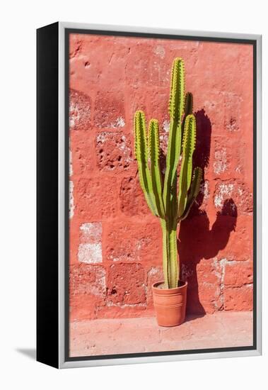 Cactus in Santa Catalina Monastery in Arequipa, Peru-Matyas Rehak-Framed Premier Image Canvas