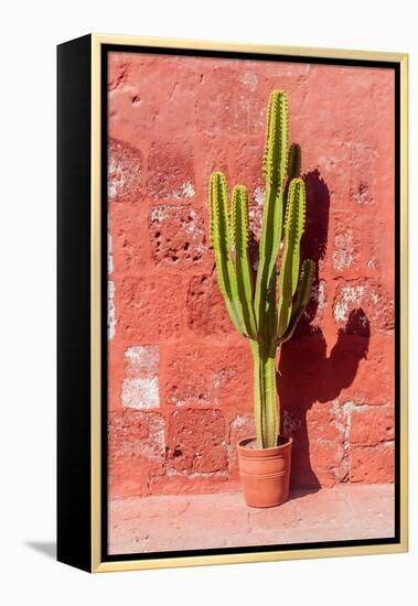 Cactus in Santa Catalina Monastery in Arequipa, Peru-Matyas Rehak-Framed Premier Image Canvas