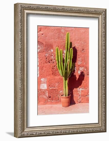 Cactus in Santa Catalina Monastery in Arequipa, Peru-Matyas Rehak-Framed Photographic Print