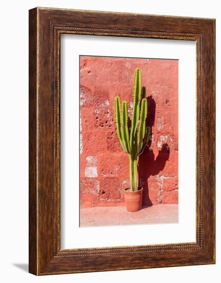 Cactus in Santa Catalina Monastery in Arequipa, Peru-Matyas Rehak-Framed Photographic Print