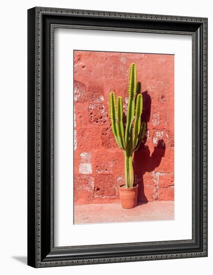 Cactus in Santa Catalina Monastery in Arequipa, Peru-Matyas Rehak-Framed Photographic Print