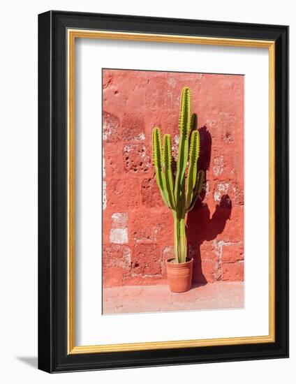 Cactus in Santa Catalina Monastery in Arequipa, Peru-Matyas Rehak-Framed Photographic Print