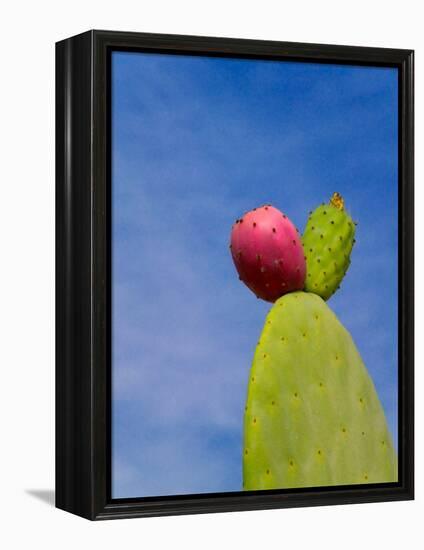 Cactus in the Desert, Peru-Keren Su-Framed Premier Image Canvas