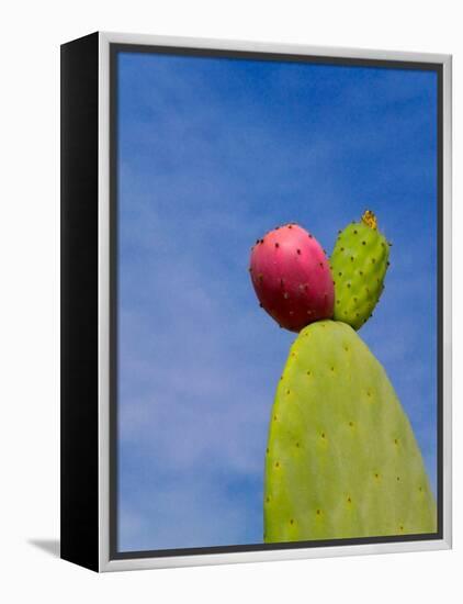 Cactus in the Desert, Peru-Keren Su-Framed Premier Image Canvas