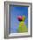 Cactus in the Desert, Peru-Keren Su-Framed Photographic Print